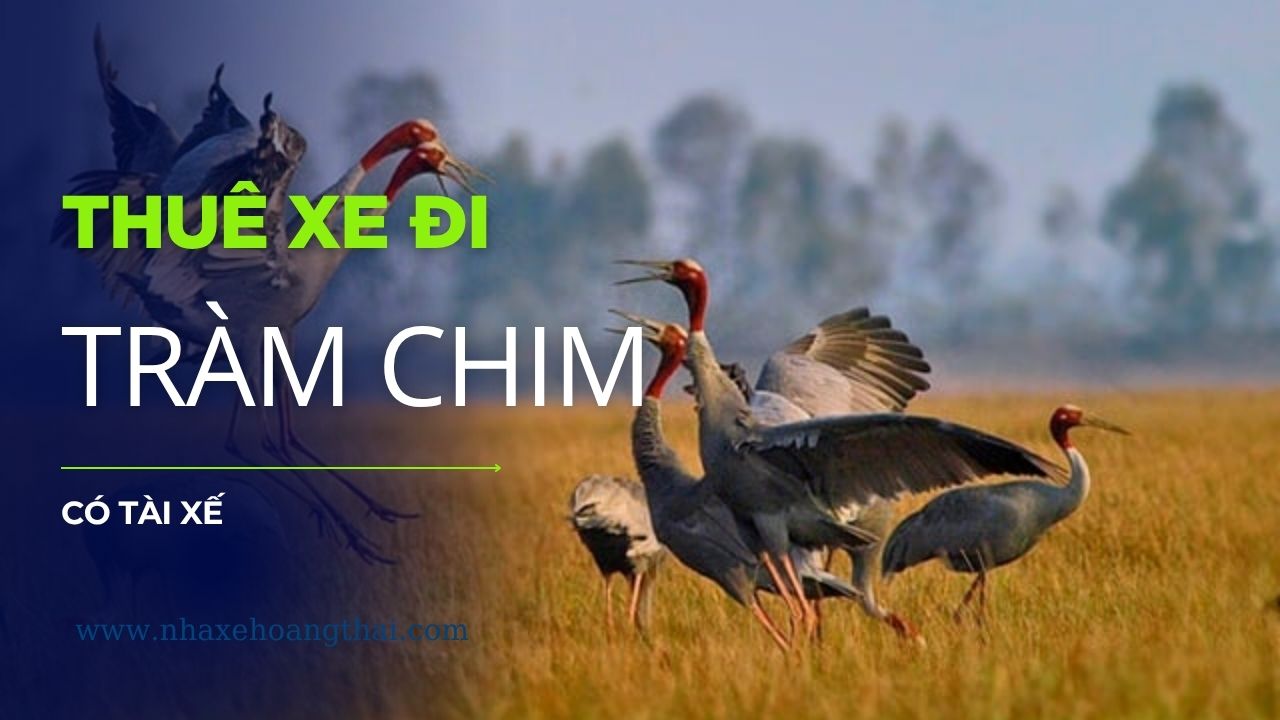 Tài xế chuyên nghiệp đứng cạnh xe du lịch đời mới tại Đồng Tháp. Dịch vụ thuê xe đi Tràm Chim có tài xế phục vụ du lịch sinh thái, cam kết an toàn tuyệt đối và thông thạo đường sông nước miền Tây.